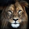 5b aluart schilderij aluminium Lion leeuw 100 x 100 cm. hal54-