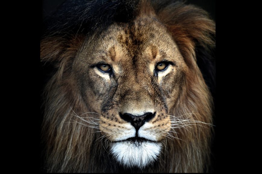 5b aluart schilderij aluminium Lion leeuw 100 x 100 cm. hal54-